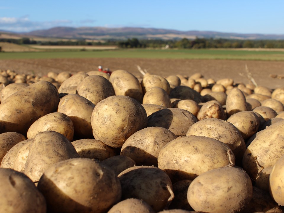 Seed potatoes UK