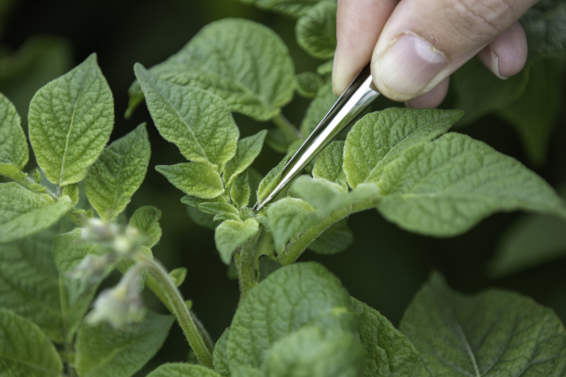 ©Klaas Eissens Afgrico RS 14 06 19 8