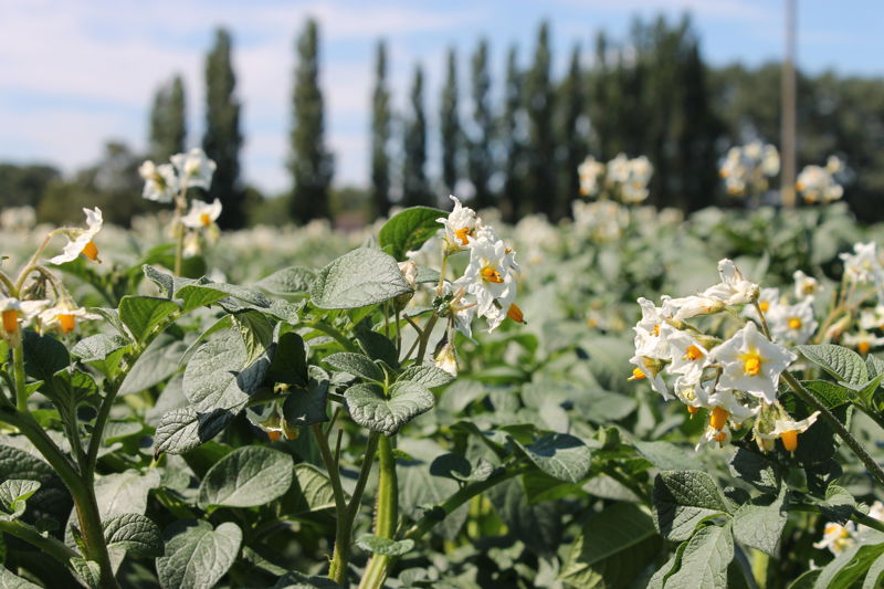 Markies potato field