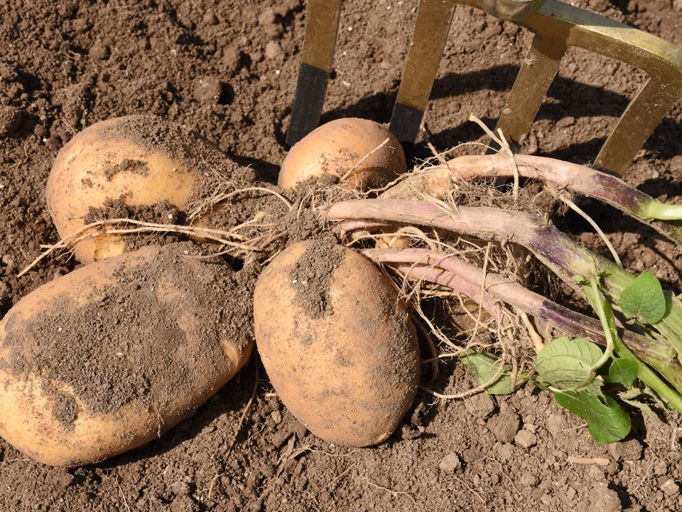 Fontane aardappels aan de plant